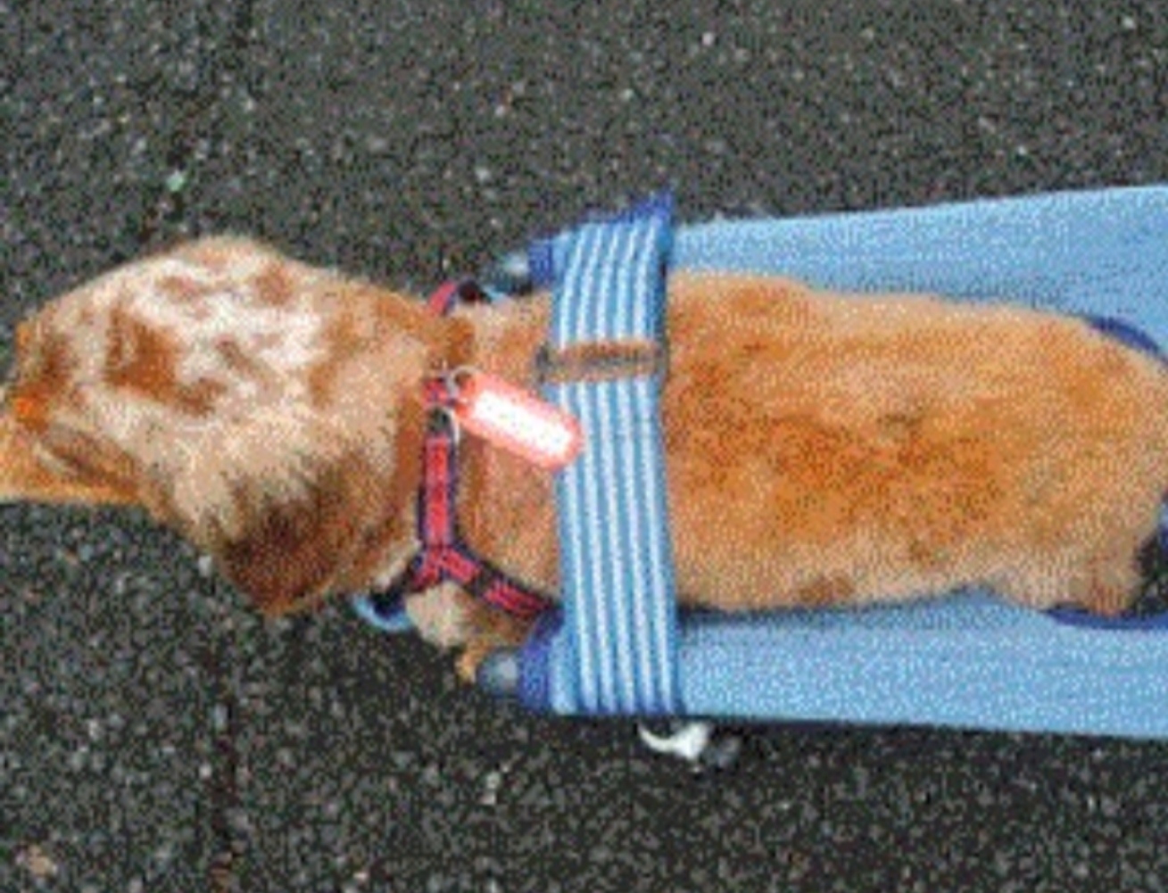 犬の４輪歩行器(kemenonn) 四輪歩行器、犬車椅子(中型犬) - ti-bou's GALLERY | minne 国内