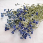 グラデーションのデルフィニウムのドライフラワーセット(約30本)