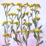 黄色いアリッサムの押し花