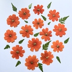 キバナコスモスの押し花　③