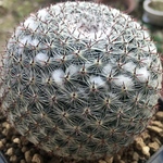 【激安】恋山彦　大株　コイヤマヒコ　マミラリア　サボテン　良株　美株　人気　多肉植物　観葉植物　高品質