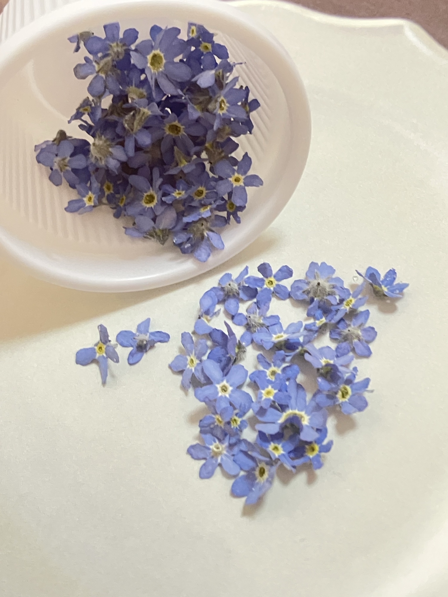 ピーちゃん☆様◆【ドライフラワー】勿忘草/わすれな草/忘れな草（ 777 ） 勿忘草のドライフラワー｜瓶詰めの森 | 花や蜜