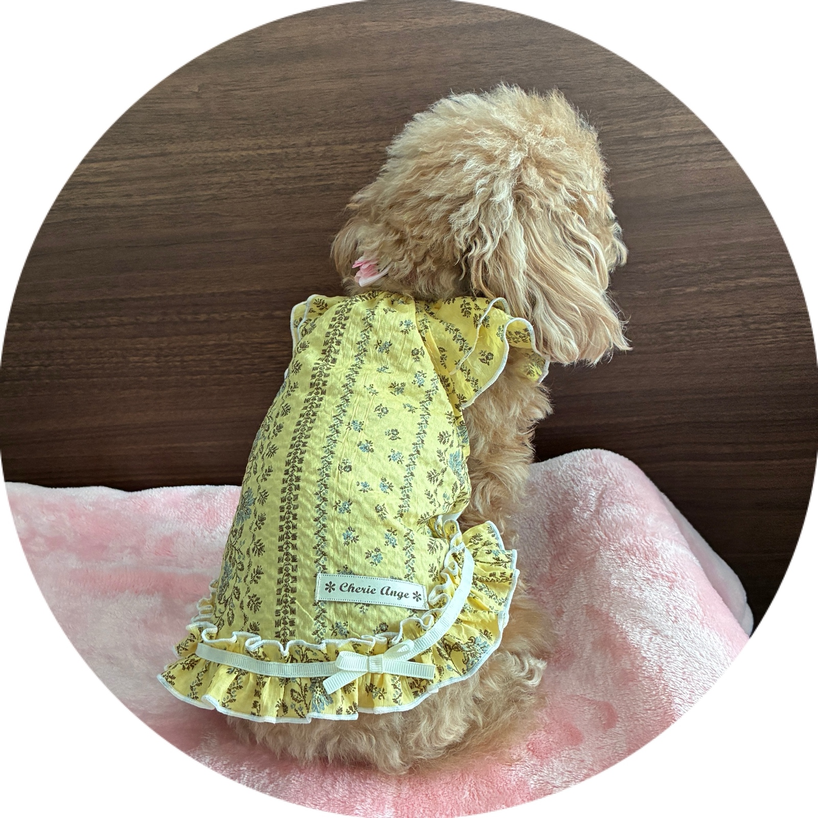 犬服 ❁刺繍タッチのリップルワンピース❁ - 犬服♡CHERIE-ANGE3