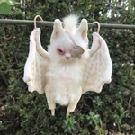 コウモリ②
