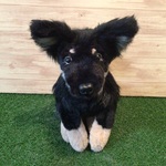 m様愛犬ちゃんオーダーメイド品　縫いぐるみ　21センチ