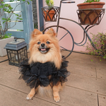 papillon cape🖤Black
