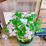 入荷しました！クレマチスモンタナルーベンス♡【毎年楽しめる可愛いお花】優しい淡いピンクのお花