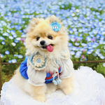 ネモフィラ ヘアクリップ ♡ ヘッドドレス 花冠 犬 猫 ペット 花 冠 水色 ブルー 誕生日 うちの子記念日