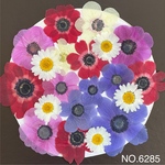 アネモネの押し花☆花材素材