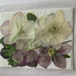 クリスマスローズ