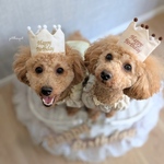 《バースデー*ペット王冠》ペットクラウン　ベージュ　シンプル　王冠　ギフト　かんむり　犬　猫　わんちゃん　ねこちゃん　誕生日　うちのこ記念日　トイプードル　チワワ　うちの子　帽子