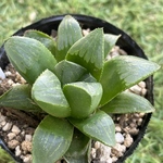 寿宝殿②・ハオルチア・抜き苗・多肉植物