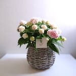 ●限定●新作●　希少　”山紫陽花『伊予獅子手まり』バスケット鉢カバーセット”　観葉植物　5号サイズ　山アジサイ　あじさい　母の日