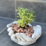 インパクトのある鉢　ハンド鉢　ガーデン　モルタル鉢　グレー