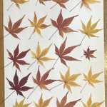 2023 もみじ　押し葉　ドライフラワー　紅葉