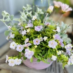 母の日　春の寄せ植えピンク　ラッピング付き