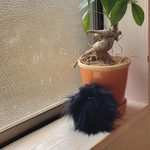 毛ちゃん　うまれたて　くろ