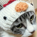 オーダー☆にわとりのニット帽・小型犬・猫用