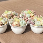 多肉植物 寄せ植え そのまま飾れるᰔᩚ.｡.:*ෆ💕白陶器鉢