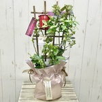実付き ２品種植え　ブルーベリー鉢