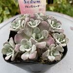 ブロンズシェード＊1ヶ・土つき苗・多肉植物