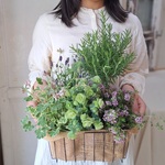 【toさま専用】母の日寄せ植えハーブ