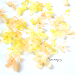 本物のアジサイ〜プリザーブドフラワー〜orange yellow