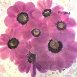 ♡new♡作家様必見♡ 人気のアネモネがいっぱい♡ 押し花セット