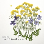 🌼小さな春の花セット ＊ 押し花