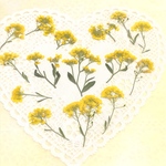 押し花＊アリッサム🌼(黄色) 《SALE中》　