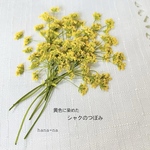 🌼黄色染めシャクのつぼみ  ＊ 押し花