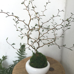 ソフォラリトルベイビーの苔玉器付き