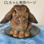 CLちゃんオーダー専用ページ