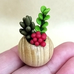 ミニチュア　多肉植物