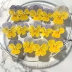 国産ビオラの押し花 アソート グラデーションブルー
