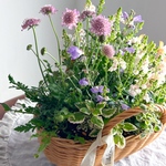 母の日ギフト お誕生日ギフト 寄せ植え ギャザリング