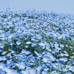 daisy030様専用ページ