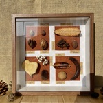 木の実標本 No.013