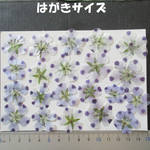 押し花　素材　花いろいろ(ネモフィラ)(２１枚)　１７０