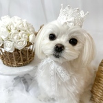 ペット　レースクラウン　ゴールド　ホワイト　誕生日　クラウン　記念日　顎紐　冠　犬　猫
