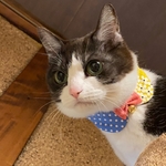 ネコ(＆小型犬)の首輪 ドットとイエローお花の丸襟