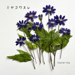 🔹紺青色の都忘れ 14輪　＊ 押し花