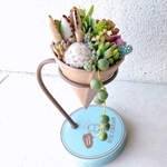 即日発送可🆕完成品1点もの🍦チョコミントアイスの寄せ植え🍦 多肉植物 サボテン