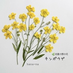 🌿初夏の野の花　キンポウゲ ＊ 押し花