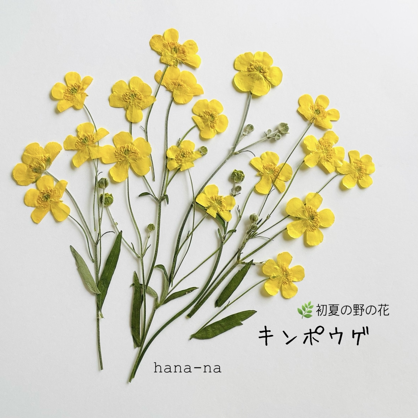 きんぽうげ様 リクエスト 2点 まとめ商品 ?初夏の野の花 キンポウゲ