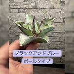 【アガベ】ブラックアンドブルー　BB 大株ボールタイプ※同等品送付