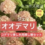 送料込【桃色オオデマリジェミニ・コデマリ】挿し木用挿し穂　ビバーナムガーデニングシンボル　同梱可能