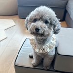 【リボンつけ襟】　犬　ビブ　つけ襟　リボン　スタイ　襟