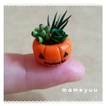 【🎃ハロウィン🎃】カボチャの鉢植えに多肉ちゃん