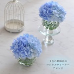 ３色のブルー紫陽花のマジカルウォーターアレンジ【お手入れ不要 マジカルウォーター】